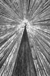 La maestosa chioma della foresta