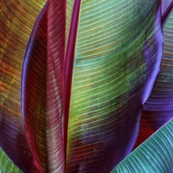 Foglie tropicali dai colori vivaci