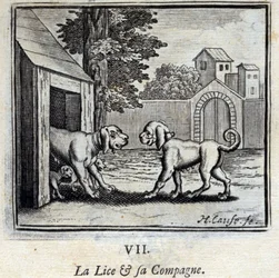 Il pidocchio e il suo compagno