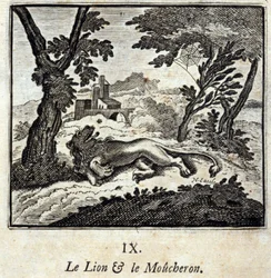 Il leone e il pigliamosche