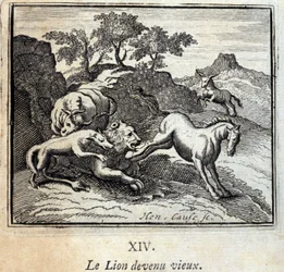 Il leone invecchiato