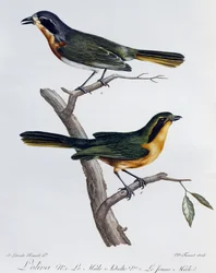 Maschio adulto e giovane di Olivastro (Telophorus olivaceus), incisione da Histoire Naturelle des Oiseaux d