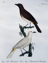 Bulbul dagli occhi rossi africano (Pycnonotus nigricans), incisione da Histoire Naturelle des Oiseaux d
