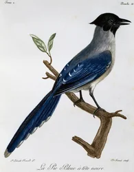 Gazza azzurra (Cyanopica cyanus), incisione da Histoire Naturelle des Oiseaux d