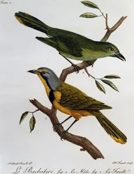 Bokmakierie Bushshrike (Telophorus zeylonus), incisione da Histoire Naturelle des Oiseaux d