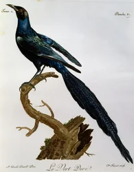 Storno lucido di Burchell (Lamprotornis australis), incisione da Histoire Naturelle des Oiseaux d