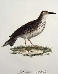 Maschio di Cape Longbill (Certhilauda curvirostris), incisione da Histoire Naturelle des Oiseaux d