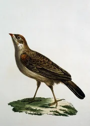 Femmina di Cuculo Roller, incisione da Histoire Naturelle des Oiseaux d