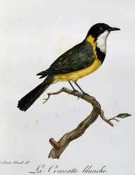 Fischiatore dorato (Pachycephala pectoralis), incisione da Histoire Naturelle des Oiseaux d