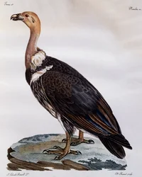 Grifone del Capo immaturo (Gyps coprotheres), incisione da Histoire Naturelle des Oiseaux d