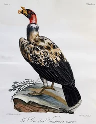 Avvoltoio reale (Sarcoramphus papa), incisione da Histoire Naturelle des Oiseaux d