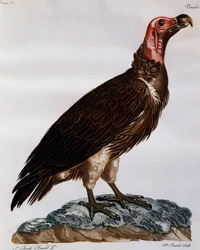 Avvoltoio faccia di lappone (Torgos tracheliotos), incisione da Histoire Naturelle des Oiseaux d