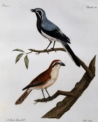 Le Pendeur et le Rousseau da Histoire Naturelle des Oiseaux d