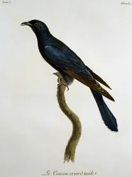 Cuculo nero maschio (Cuculus clamosus), incisione da Histoire Naturelle des Oiseaux d