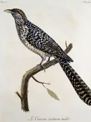 Maschio di Coucou tachirou, incisione da Histoire Naturelle des Oiseaux d