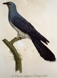 Cuculo eurasiatico maschio (Cuculus canorus), incisione da Histoire Naturelle des Oiseaux d