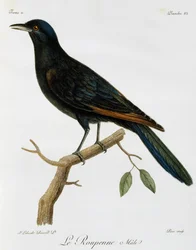 Storno dalle ali rosse maschio (Onychognathus morio), incisione da Histoire Naturelle des Oiseaux d