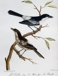 Maschio e femmina di Puffback dal dorso nero (Dryoscopus cubla) da Histoire Naturelle des Oiseaux d