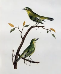 Maschio e femmina di Pale White-Eye (Zosterops pallidus), incisione da Histoire Naturelle des Oiseaux d