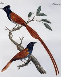 Maschio e femmina di Pigliamosche macchiato (Muscicapa striata), incisione da Histoire Naturelle des Oiseaux d