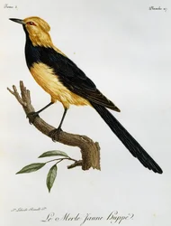 Merlo Giallo Huppe, incisione da Histoire Naturelle des Oiseaux d