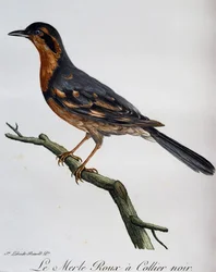 Merlo rosso collare nero, incisione da Histoire Naturelle des Oiseaux d