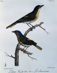 Shrike olivastro (Telophorus olivaceus), incisione da Histoire Naturelle des Oiseaux d