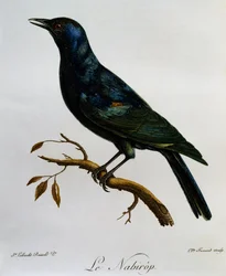 Storno dalle ali pallide (Onychognathus nabouroup) da Histoire Naturelle des Oiseaux d