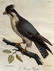 Falco pellegrino (Falco peregrinus), incisione da Histoire Naturelle des Oiseaux d
