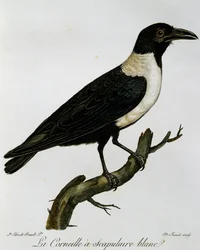 Corvo bianco e nero (Corvus albus), incisione da Histoire Naturelle des Oiseaux d