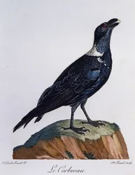 Corvo dal collo bianco (Corvus albicollis), incisione da Histoire Naturelle des Oiseaux d