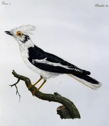 Casco bianco (Prionops plumatus), incisione da Histoire Naturelle des Oiseaux d