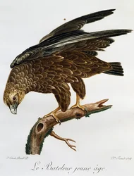 Giovane Bateleur (Terathopius ecaudatus), incisione da Histoire Naturelle des Oiseaux d