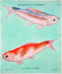 Pesci rossi cinesi, XVIII secolo