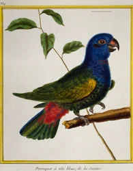 Pappagallo dalla testa blu (Pionus menstruus), da Histoire naturelle des oiseaux