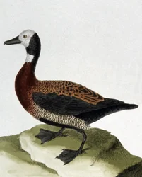 Anatra di Maragnan
