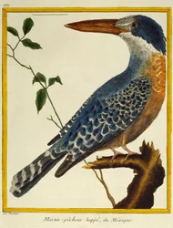 Martin pescatore gigante (Megaceryle maxima), da Histoire naturelle des oiseaux