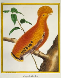 Galletto di roccia della Guiana (Rupicola rupicola), da Histoire naturelle des oiseaux