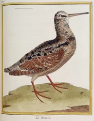 La becasse, planche 885 de zoologie tirée de 