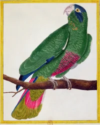 Pappagallo, da 