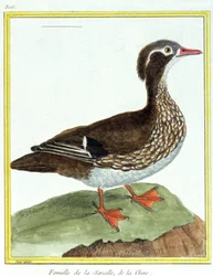Scienza. Zoologia. Anatra cinese. Incisione di François Nicolas Martinet in: Histoire naturelle des oiseaux, di Georges Louis Leclerc de Buffon, Francia, c.1777 (incisione a colori)