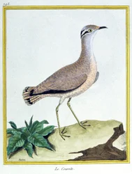 Zoologia. Corridore color crema. Incisione di François Nicolas Martinet in 