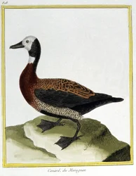 Scienza. Zoologia. Fischione eurasiatico. Incisione di François Nicolas Martinet in: Histoire naturelle des oiseaux, di Georges Louis Leclerc de Buffon, Francia, c.1777 (incisione a colori)