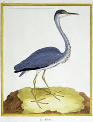 Scienza. Zoologia. Airone. Incisione di François Nicolas Martinet in: Histoire naturelle des oiseaux, di Georges Louis Leclerc de Buffon, Francia, c.1777