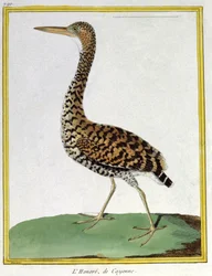 Scienza. Zoologia. Airone di Cayenne (Guyana francese). Incisione di François Nicolas Martinet in: Histoire naturelle des oiseaux, di Georges Louis Leclerc de Buffon, Francia, c.1777 (incisione a colori)