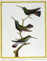Scienza. Zoologia. Colibrì di Santo Domingo, Messico e Giamaica. Incisione di François Nicolas Martinet in: Histoire naturelle des oiseaux, di Georges Louis Leclerc de Buffon, Francia, c.1777