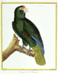 Scienza. Zoologia. Pappagallo di Santo Domingo. Incisione di François Nicolas Martinet in: Histoire naturelle des oiseaux, di Georges Louis Leclerc de Buffon, Francia, c.1777 (incisione a colori)