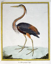 Scienza. Zoologia. Airone rosso. Incisione di François Nicolas Martinet in: Histoire naturelle des oiseaux, di Georges Louis Leclerc de Buffon, Francia, c.1777