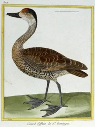 Scienza. Zoologia. Fischione di Santo Domingo. Incisione di François Nicolas Martinet in: Histoire naturelle des oiseaux, di Georges Louis Leclerc de Buffon, Francia, c.1777