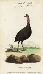 Casuario meridionale, Casuarius casuarius